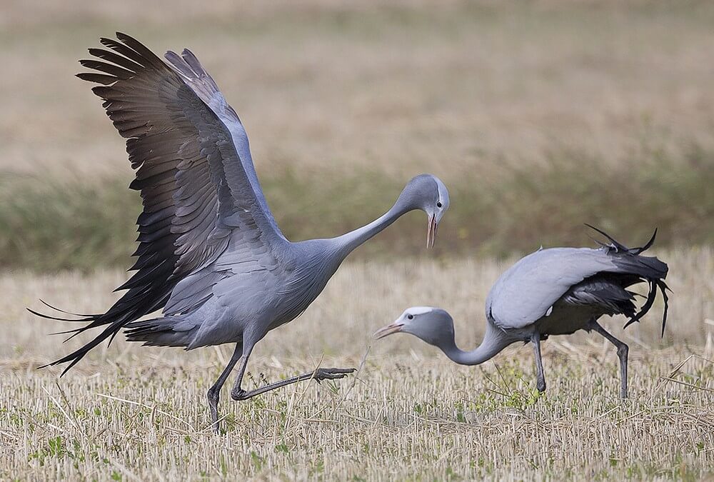 Blue Crane