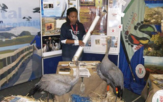 SPRING AND ROMANCE FOR THE CRANE FAMILY