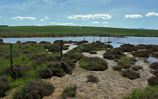 NEW PARTNERSHIP PROTECTS OVERBERG’S BIRDS