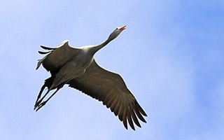 NEW AWARENESS FOR THREATENED BIRDS