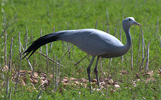 MEET THE BLUE CRANE