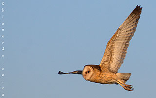 THE AFRICAN GRASS OWL