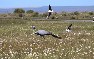Become a better birder: Join an Overberg bird club