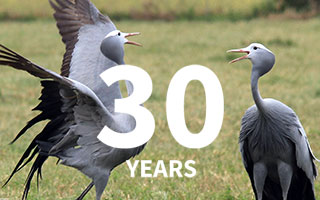 30 years of protecting Blue Cranes