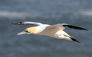 Finding this blue-eyed bird of the year in the Overberg